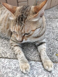 趴着的斑纹猫咪