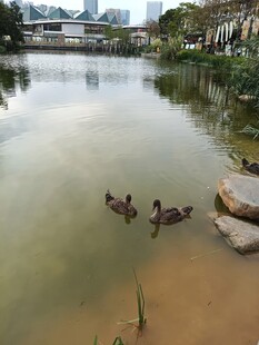 湖畔游弋的鸭子
