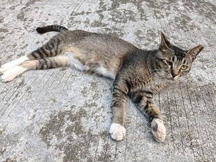 躺地休憩的条纹猫咪