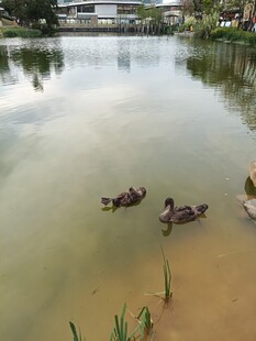池塘中悠然戏水的鸭子