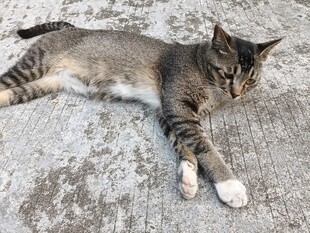 躺地猫咪的悠闲时刻