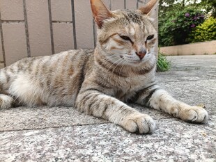 慵懒猫咪惬意趴地