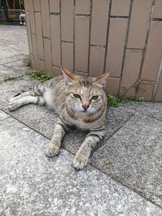 慵懒猫咪惬意趴地