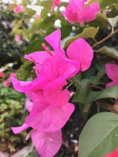 娇艳三角梅绽放