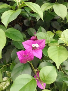 娇艳三角梅绽放绿叶间