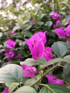 艳丽三角梅绽放