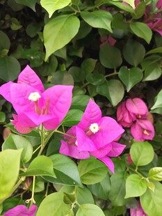 娇艳三角梅绽放绿叶间