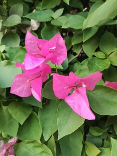 娇艳三角梅绽放绿叶间