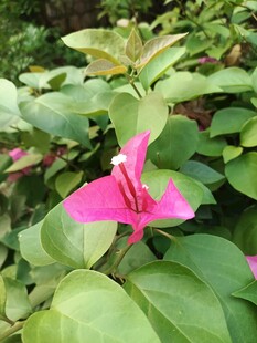 娇艳三角梅绽放绿叶间