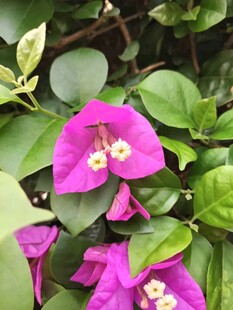 娇艳三角梅绽放绿叶间