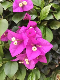 艳丽三角梅绽放