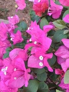 娇艳三角梅绽放