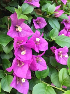 艳丽三角梅绽放绿叶间