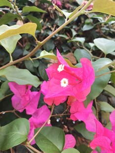 娇艳三角梅绽放绿叶间