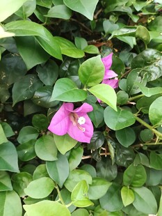 绿叶丛中的娇艳粉花