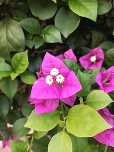 娇艳三角梅绽放绿叶间