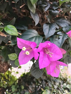 娇艳三角梅绽放