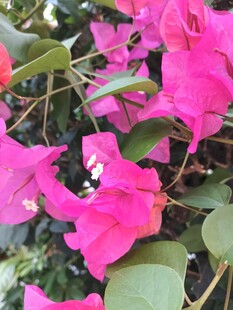 娇艳三角梅绽放