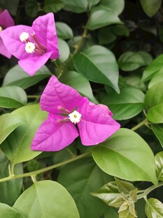 娇艳三角梅绽放绿叶间