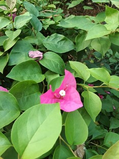 娇艳三角梅绽放绿叶间