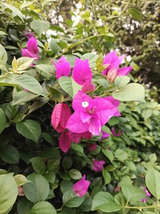 娇艳紫花绽放绿叶间