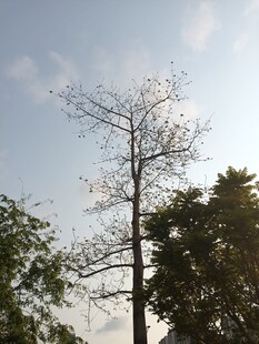 蓝天映衬下的光秃树木