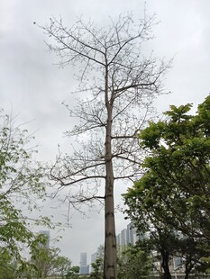 枯树立于葱郁林间