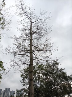 冬日枯树与周边绿植景观