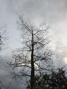 孤树挺立在阴沉天空下