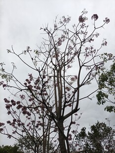 枝头绽放的稀疏紫色花朵