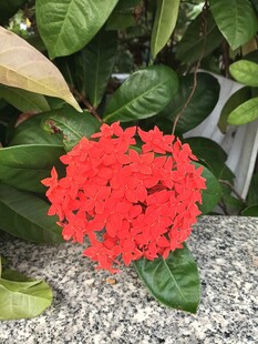 鲜艳红色花朵绽放绿叶间