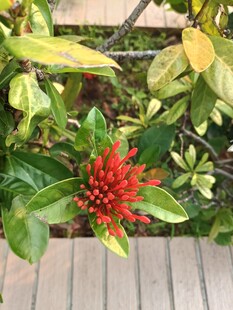 绿叶丛中艳红花朵绽放