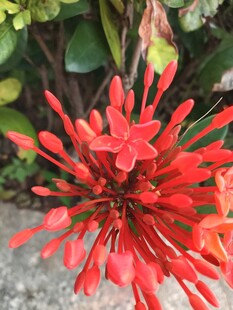 鲜艳红色龙船花