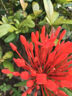 艳丽红色花卉绽放