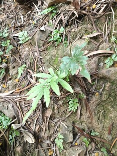 地面上的嫩绿植物