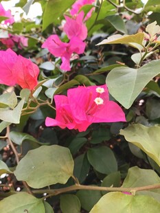 娇艳三角梅绽放绿叶间