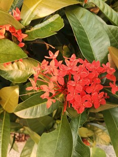 鲜艳红色龙船花绿叶陪衬