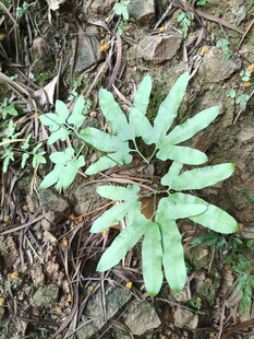 地面上的绿色羽状植物