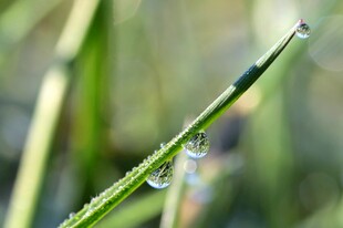 草尖露珠