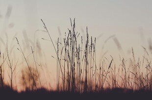 夕阳下的芦苇剪影