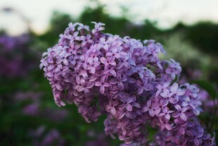 紫丁香花特写
