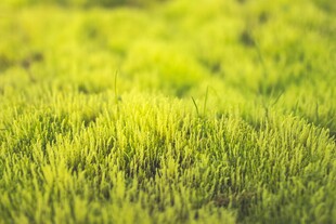 翠绿草地