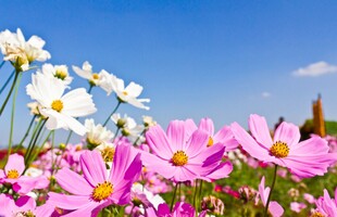 缤纷花海绽放美丽瞬间