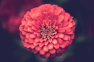 娇艳红花朵特写