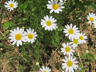 田野中的清新小雏菊