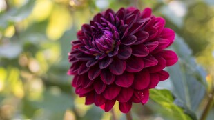 深紫色大丽花特写