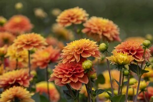 多彩菊花绽放
