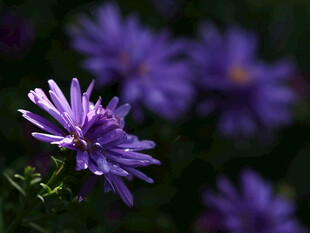 紫色绽放的美丽单株小花