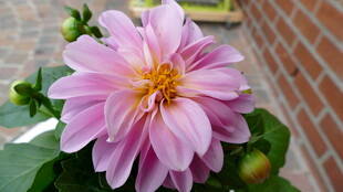 娇艳粉色大丽花绽放