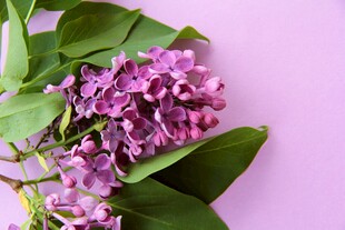 紫色丁香花与绿叶特写